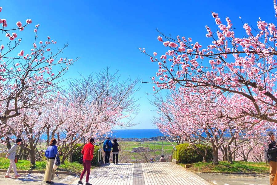 福津市 あんずの里 | pave-page garden