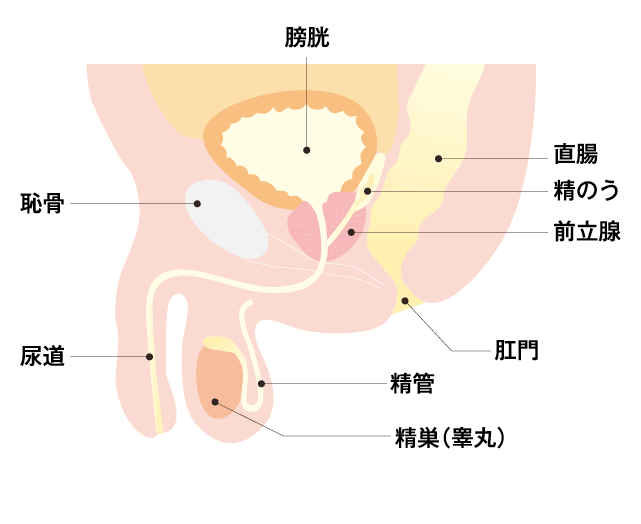 50%OFF】【解説動画付き!!!】密着実践!ドライオーガズム～一生モノの技術こと「男のGスポット開発」をたった74分でマスター!!～ [空心菜館] 