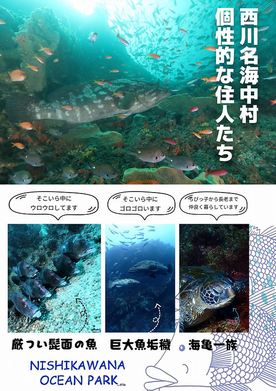 千葉館山・西川名、ウミガメに会いに行こう！ | Marine Diving