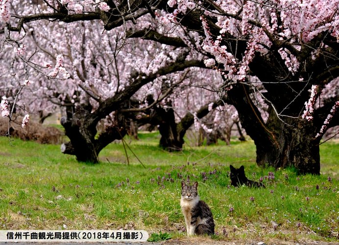 あんずの花が見ごろを迎えています（あんずの里）