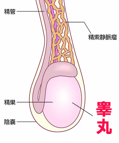 玉舐めとは？気持ちいい体験談や風俗、パートナーへの頼み方などを紹介｜風じゃマガジン