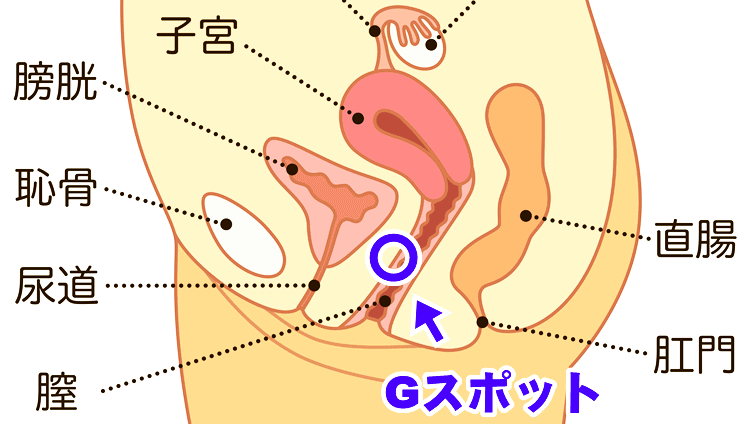 フェラでイケないと悩む男性必見！イクための方法や気持ちよくない・感じない原因を解説！｜駅ちか！風俗雑記帳