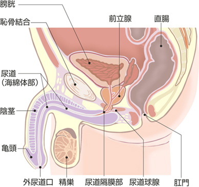 膣内射精障害とは？原因・治療・改善方法をそれぞれ解説 | コラム一覧｜