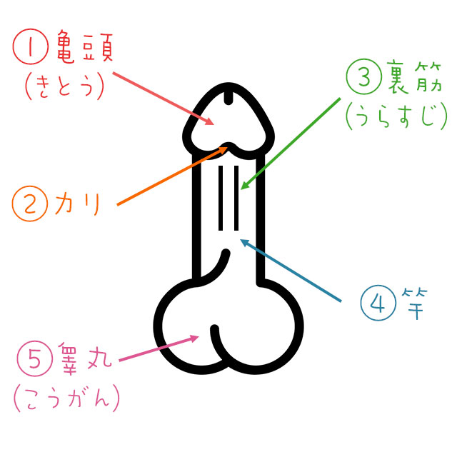 はじめてのフェラの基礎知識 男が気持ちいい舐め方って？ | オトナのハウコレ