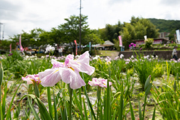 花しょうぶ園・あやめ園・しょうぶ祭り・あやめ祭り ２０２４年