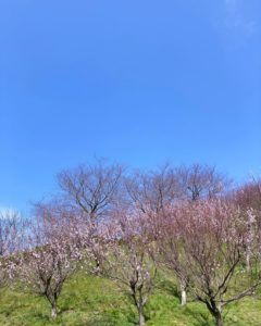 あんずの花の開花状況について（3月7日現在）