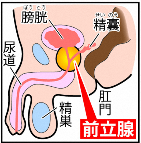 道外あすか：千葉快楽Ｍ性感倶楽部～前立腺マッサージ専門～ - 千葉市内・栄町/風俗エステ｜駅ちか！人気ランキング