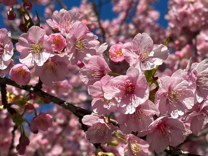 結婚式を控えた花嫁様へ ブライダルエステのご紹介！ |