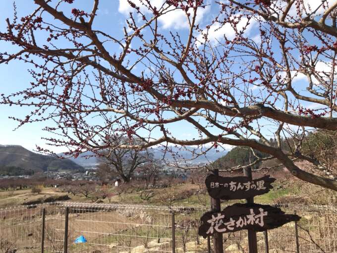 福津】杏子の花が満開の、あんずの里運動公園 | 何でもライトに楽しむ