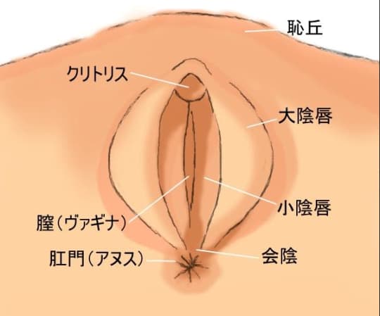 クリトリス包茎とは？悩みを解決する切除手術のメリットやリスクを解説 | コラム一覧｜  東京の婦人科形成・小陰唇縮小・婦人科形成（女性器形成）・包茎手術・膣ヒアルロン酸クリニック