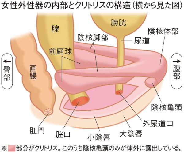 セックスでイクとはどんな感覚？女性がイク寸前にはどうなる？ | Ray(レイ)