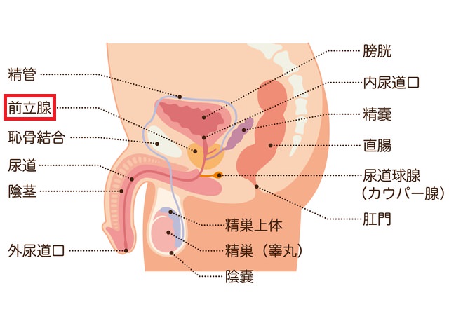 前立腺マッサージでドライオーガズム初体験がしたいなら、変態紳士倶楽部大阪店の痴女におまかせを｜大阪のＭ性感お役立ち情報