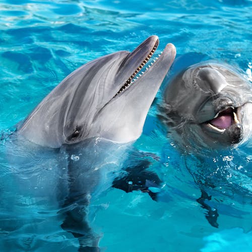 全国の水族館】旅行で人気の観光スポットから普段のお出かけスポットまで日本各地の名所をご紹介！ - Yahoo!トラベル