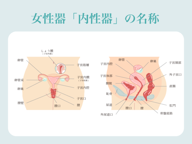 萌天 - オナホール |