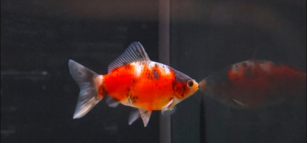 金魚 きんぎょ 薬院(薬院/和食)