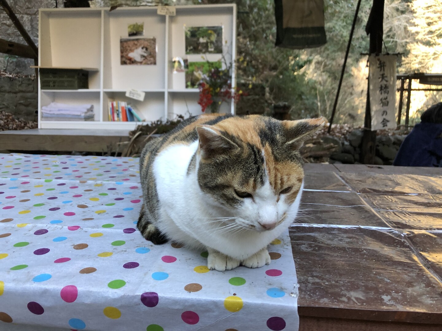 公園の猫「弁天さん」支える連絡帳の輪 名もなき人の優しい書き込み [愛媛県]：朝日新聞デジタル