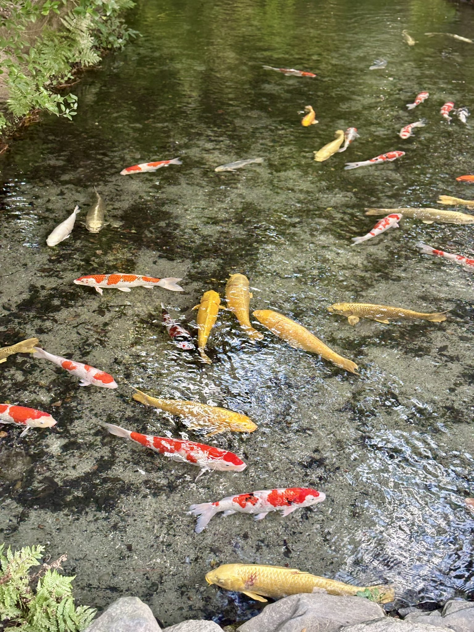 公式】草津温泉 【喜びの宿高松】【和える宿高松】 |