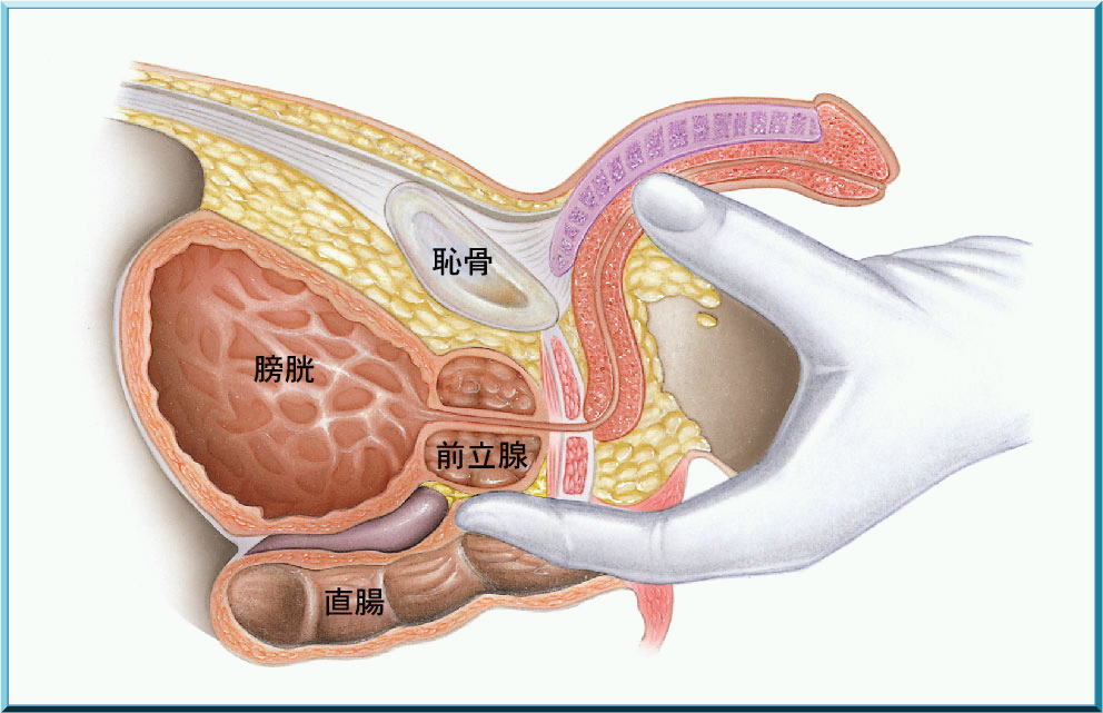 千葉快楽Ｍ性感倶楽部～前立腺マッサージ専門～｜千葉栄町発 出張M性感 -