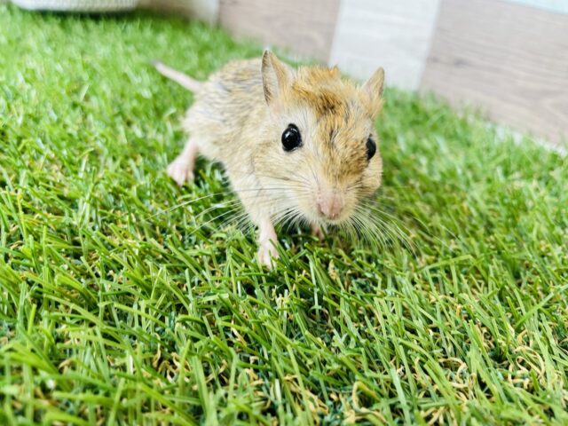 こんばんは！みなです🐒, 三連休あっという間に終わってしまいました笑, 少し前にワンオペで過ごした休日。,