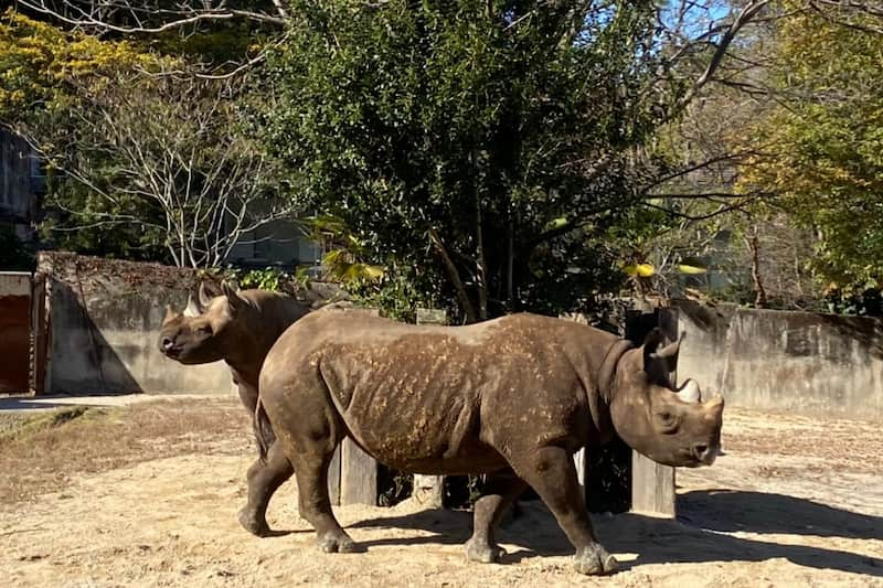 広島県】安佐動物公園のゾウやオオサンショウウオは必見！！ - ぽん吉の皮算用 小2松江塾【初代公認】ママブロガー