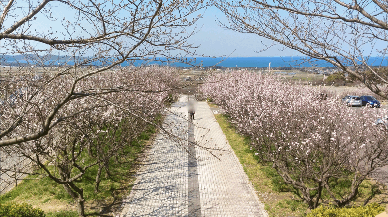 あんずの里運動公園