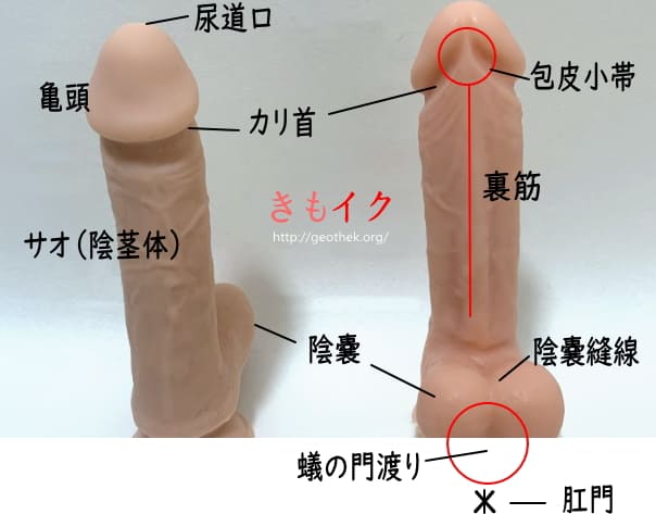 感想】手コキ射精のあとに、お掃除フェラ！？「抜いたあとにお掃除フェラしてくれるマッサージ店員」 - DLチャンネル みんなで作る二次元情報サイト！