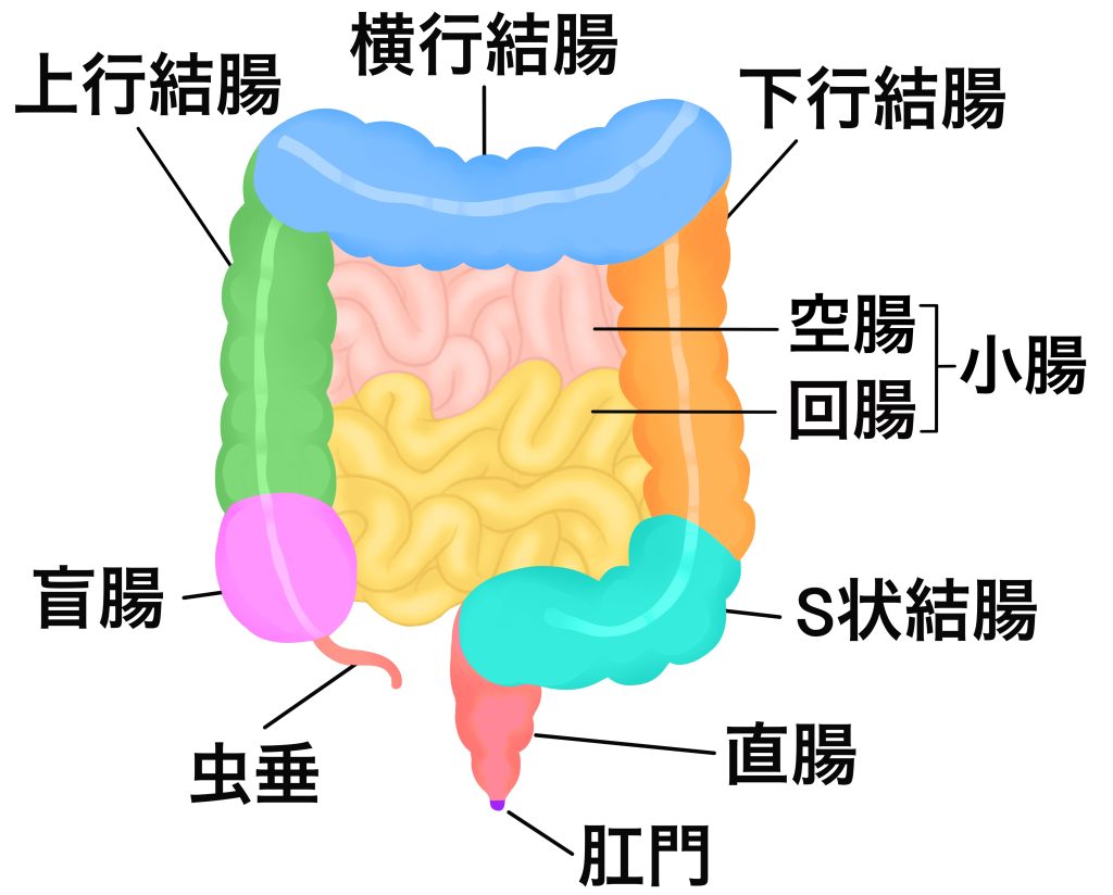 今さら聞けない「S字結腸」について解説！傑作結腸責め3選｜BLニュース ちるちる