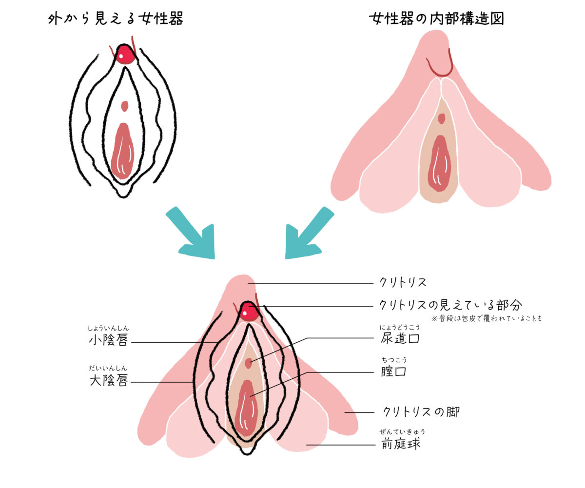 中イキとは？ 中イキできない理由と中イキするための方法【医師が解説】｜「マイナビウーマン」