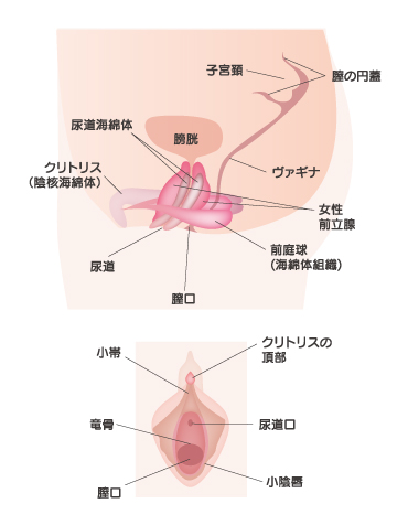 クリトリスはどこまでがクリトリスなのか - DLチャンネル みんなで作る二次元情報サイト！