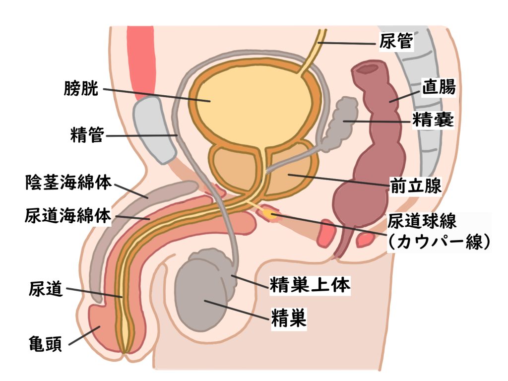 R-18] #2 仕事中に勃起してしまったふたなり先輩を、後輩がしっぽりヌキヌキしてザーメン発散させてあげる回