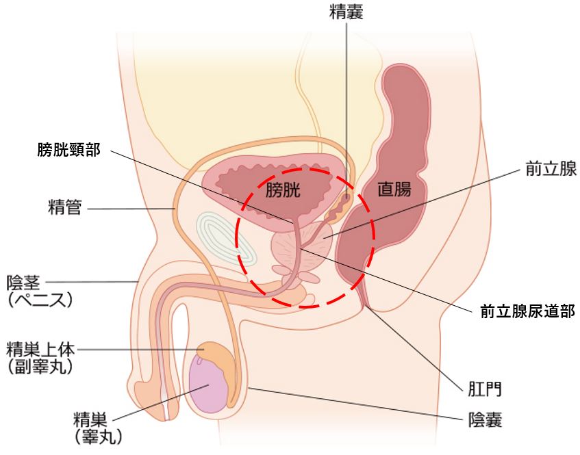 徹底解説】女性の潮吹きのやり方をわかりやすく解説します｜ホットパワーズマガジン