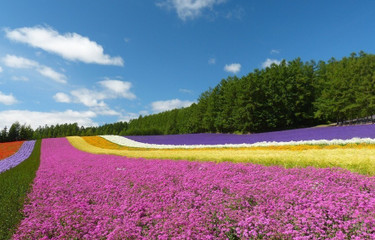 クチコミ - 花殿 ka-den