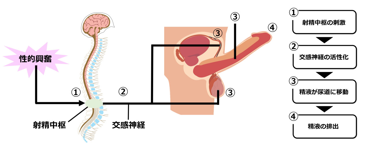 性の悩みや問題|せせらぎ泌尿器科診療所