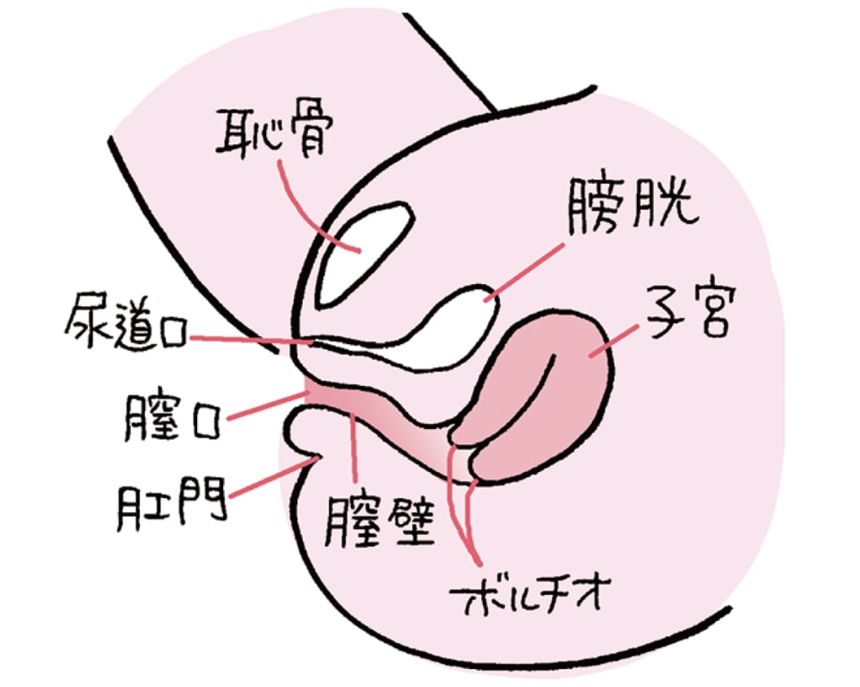 膣の位置は年齢で変わる！？上付き、下付きについて婦人科医に聞きました。 | ランドリーボックス