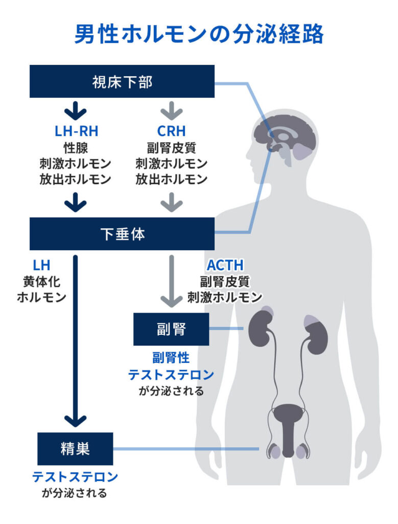 自律神経失調症は男性も無関係ではない⁉鍵は男性ホルモン「テストステロン」｜ひだまりこころクリニック