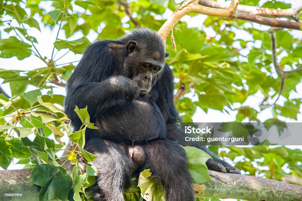 木の上に座っているチンパンジー野生動物のショットゴンベ タンザニア -