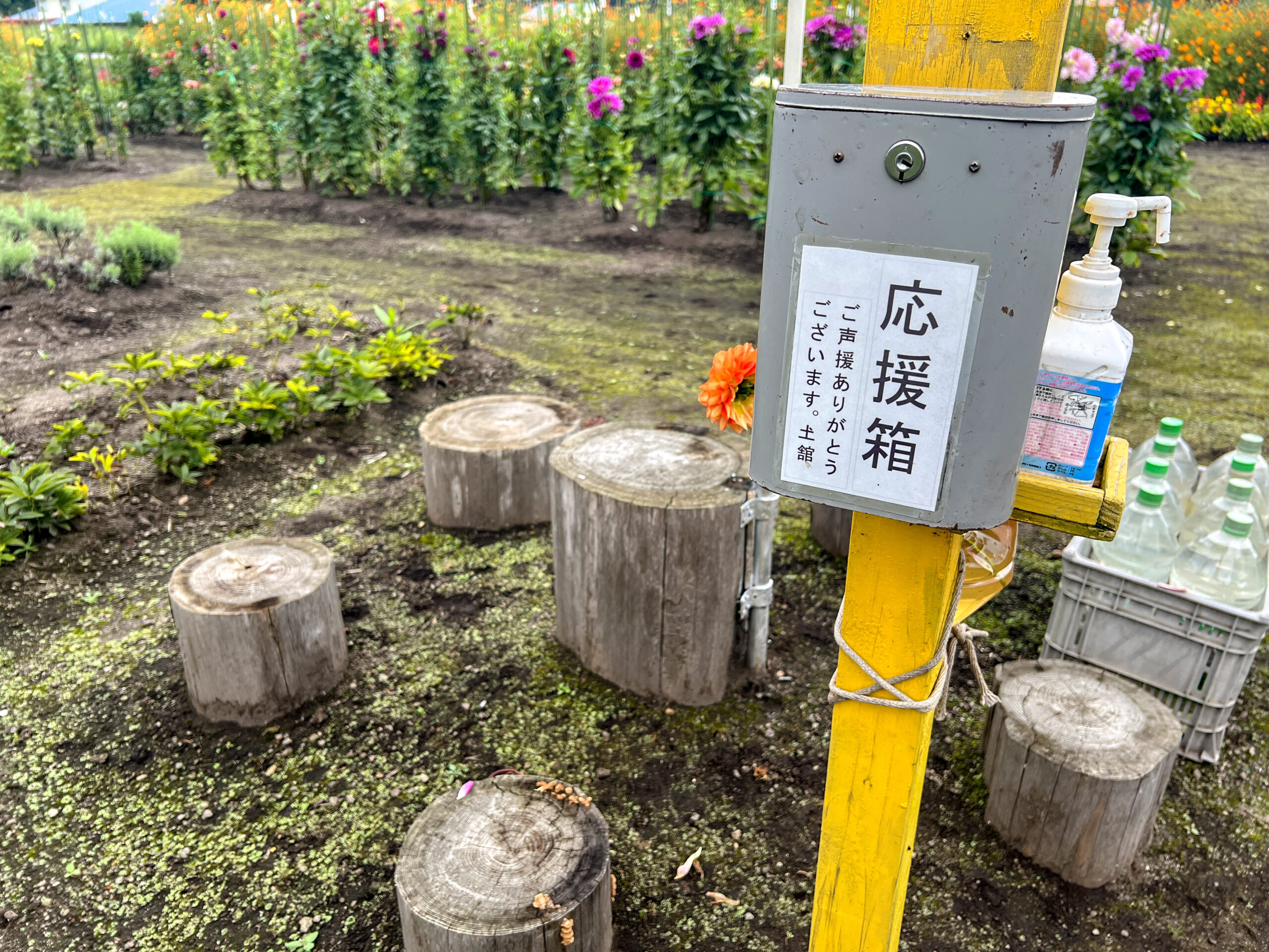 鯛生金山 ダリア花園開催中 | 日田温泉亀山亭ホテル｜日田にある創業140余年の温泉宿