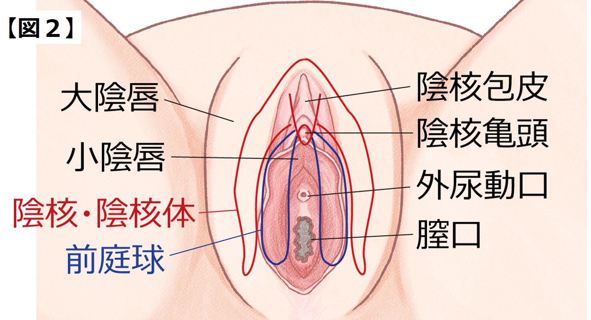 メンズVIO脱毛で勃起したらどうする？原因と勃起を抑える方法も解説