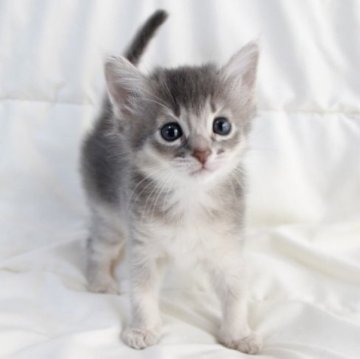 東京に住むソマリのポルカくん✨ | わたあめブログ｜猫専門ブリーダーねこのわたあめ｜子猫の日常の様子や出産情報を発信しています