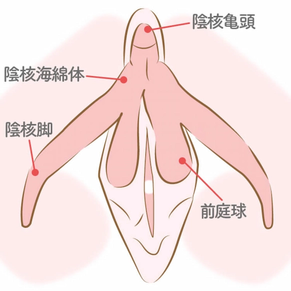 クリトリス包茎 | アールビューティークリニック 銀座・名古屋・大阪｜美容整形・美容外科・美容皮膚科