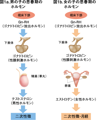 陰茎痛の原因と対処法：一般的な症状と医師への相談が必要なケースとは？ | メンズライフクリニック【公式】