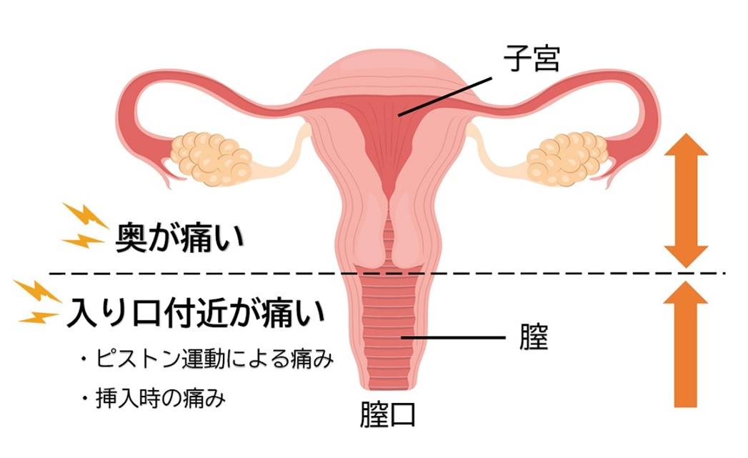 【女性必見】元A◯女優が疲れない騎乗位の方法を教えます！