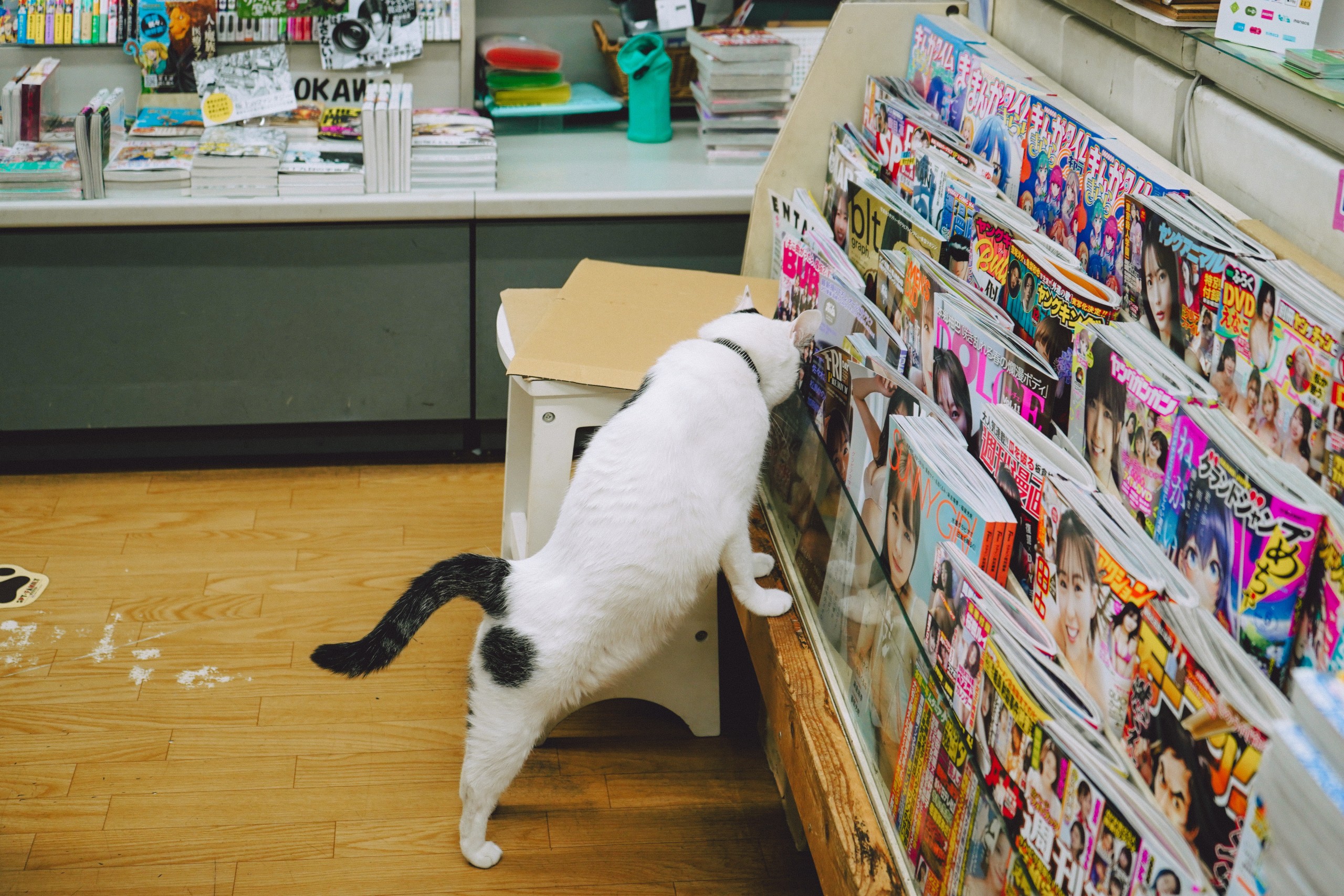 さくら猫べんてんの会