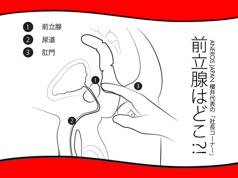 会陰オナニーの理論と方法 | 男性生殖器マニア