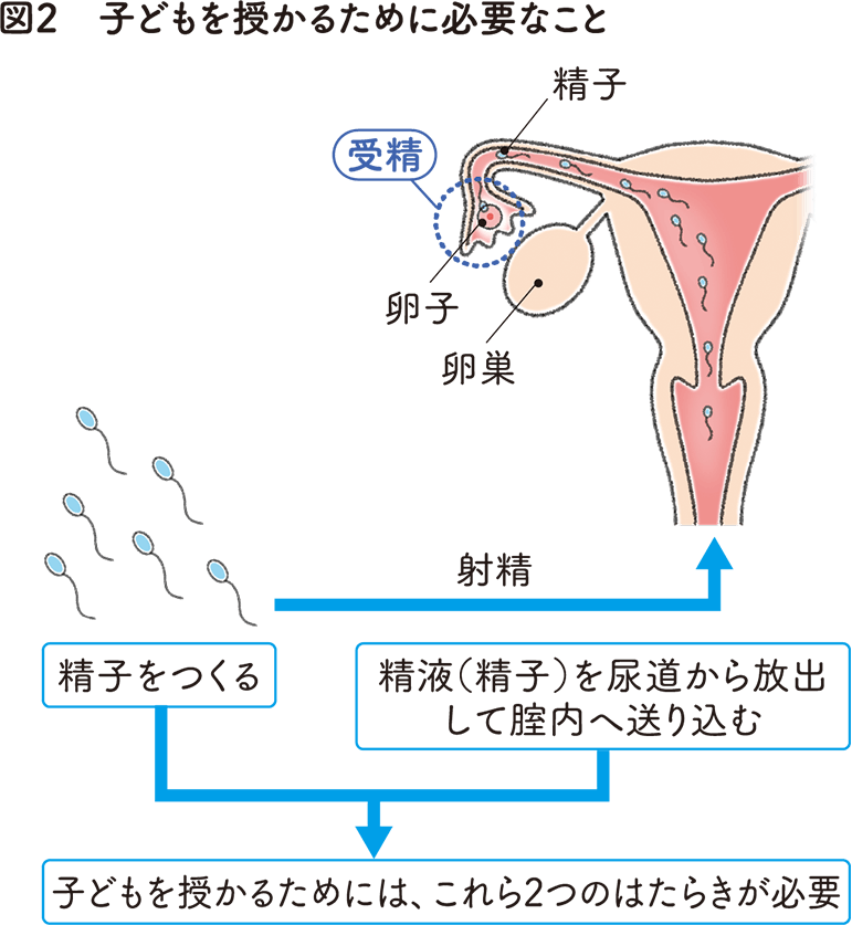 精子を強くするため よく使う漢方】│タカキ薬局 子宝相談