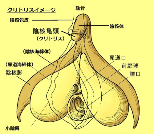 クリトリスを拡張・増大する方法｜簡単にできるクリ育の手順とは