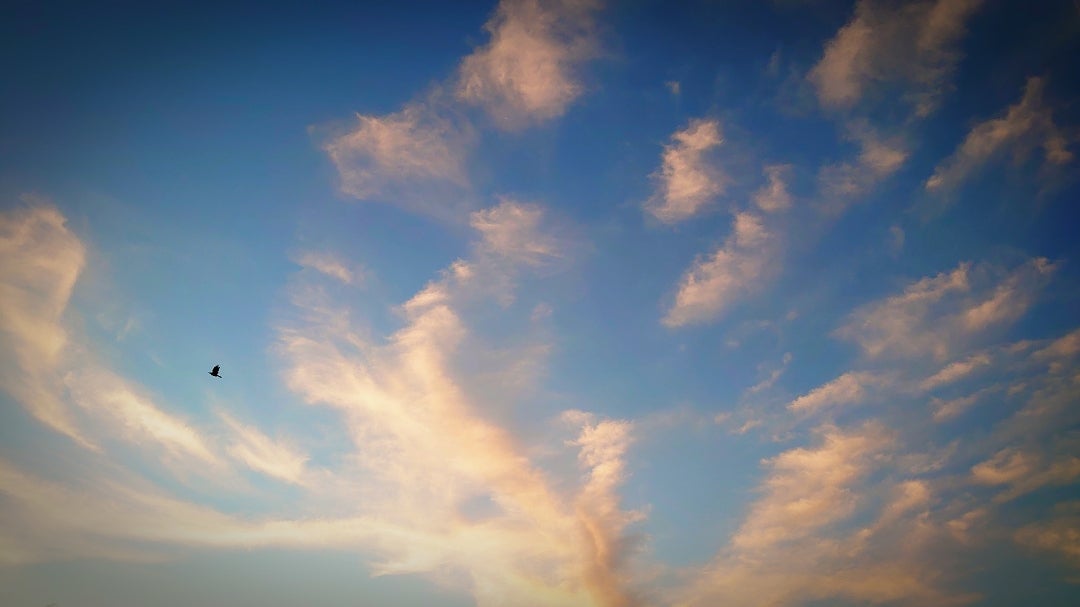 南雲 皐月鯉のぼり「空翔（そらと）」小（青） :