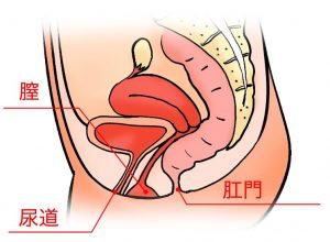 膣の上付き・下付きが知ってる？膣タイプの判断方法と合った体位