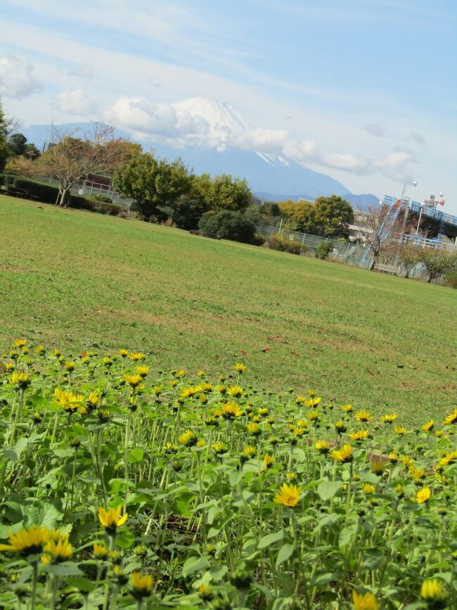 東京】無料でひまわり畑が見れちゃう🌻観覧車とのコラボは最強 | Trip.com 東京