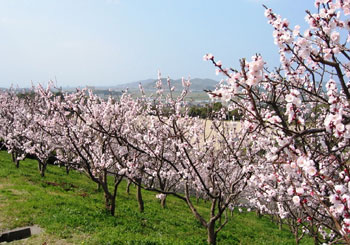 あんずの里（福津市）で、満開見頃のあんずの花を見て、神湊でランチ | 福岡おでかけブログ | 子連れで楽しめるおすすめスポットなどを紹介しています